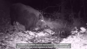 ОГРОМНЫЙ КАБАН (СЕКАЧ)