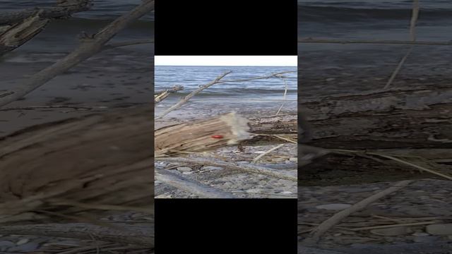 божьи коровки на берегу волгоградского водохранилище #природа #божьякоровка