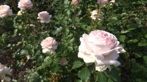 Rosa ´Andre le Notre´
