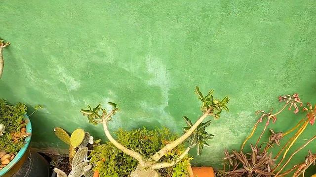 SUCULENTAS DE SOL OU SOMBRA? 4 DICAS FÁCEIS PARA TE AJUDAR A IDENTIFICÁ-LAS!!! смотреть онлайн