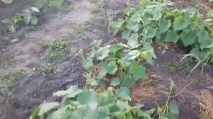 Выращиваем огурцы под агроволокном. Продолжение. (Рубрика дача)