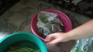 Комнатные Цветы. Растения Привезенные Из Сочи. Продолжение. 23 Аагуста