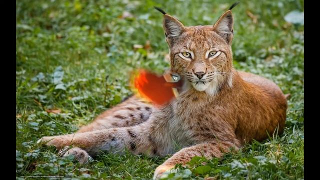 Пони сериал   Влюблённые Вампиры сезон 1 серия1 смотреть онлайн