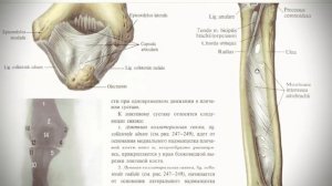Анатомия с АВ. Соединения верхней конечности.