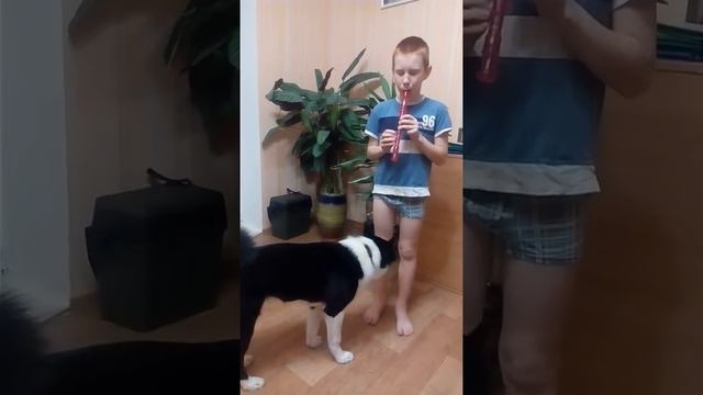 Лайка под флейту смотреть онлайн