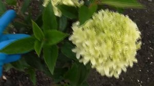 Зацветают ГОРТЕНЗИИ. Обзор на 30 июля... / Коллекция Светланы Татур.