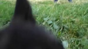 дрессировка щенка немецкой овчарки 4,5 месяца