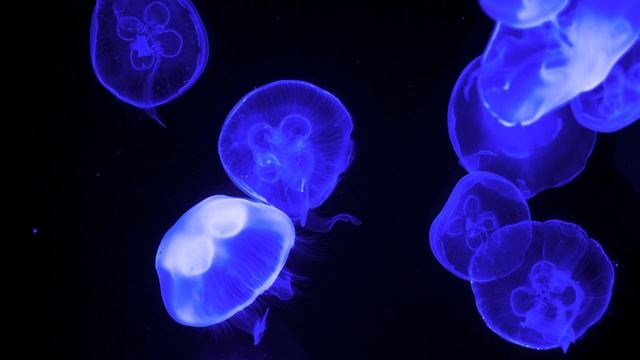 Медузы аквариум музыка релакс 205.