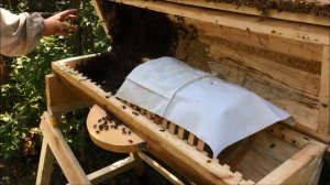 Турецкий улей. Заселил рой без матки. Что делать? Расплода нет. Спасаем колоду