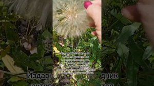 Огромный одуванчик, козлобородник