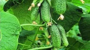 Семена Огурца Дружная семейка купить+