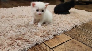 котятам 3 недели, обзор 2-х котиков - черный и белый с хвостиком персикого цвета