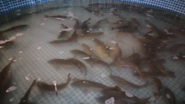 Выращивание карпа в домашних условиях.Начало эксперимента 10.10.19 г. смотреть онлайн