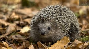 СИМФОНИЯ ОСЕНИ    КРИС СФИРИС