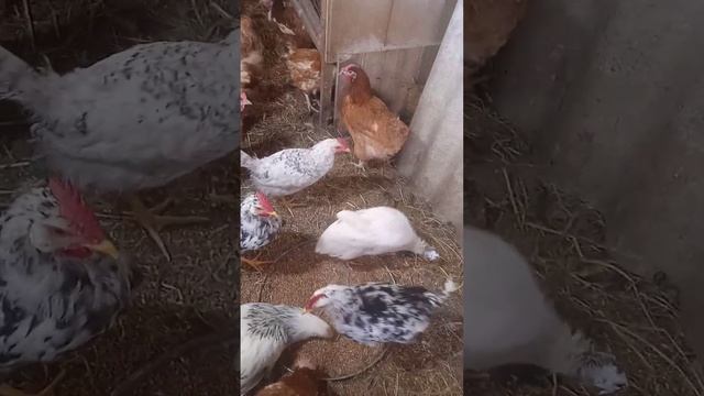 содержание кур,цесарок совместно
