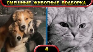 Смешные животные 2022 Февраль ? Кошки ? Собаки ? Funny animals ? Подборка № 4