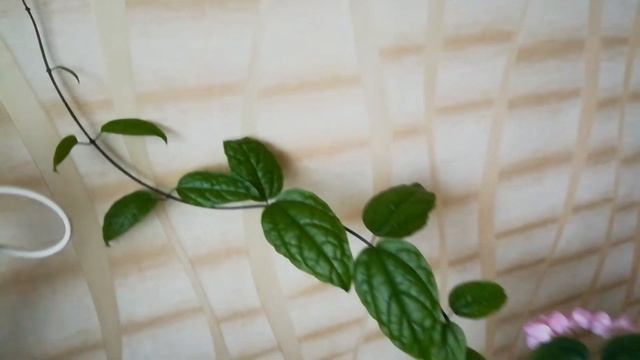 Клеродендрум - отростки для размножения смотреть онлайн