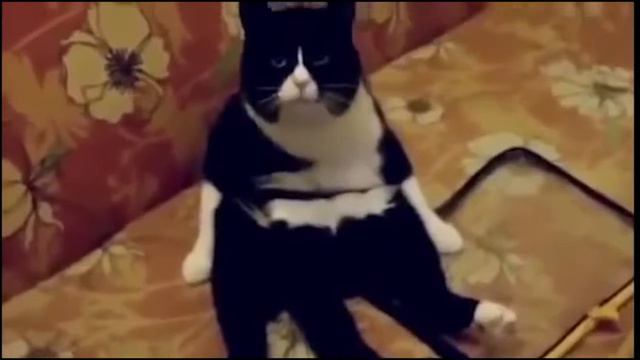 Самые смешные и прикольные животные планеты и конечно же неудачные моменты животных 2015 №12 смотреть онлайн