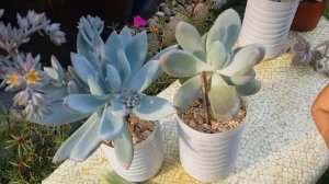 다육이한테 절대 스프레이 사용하지 마세요 ;; 다육이 건강하게 키우는 법 ; succulents ; suculentas ; 多肉植物