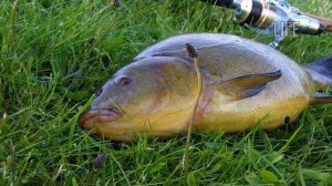 Линь в июле как ловить?