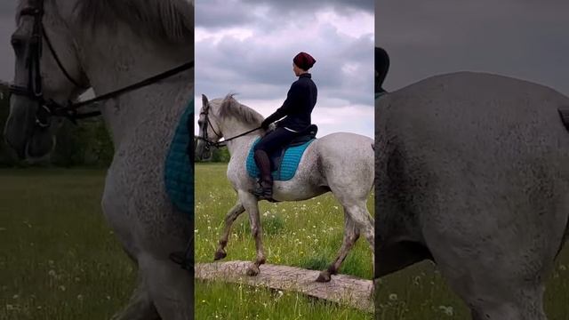 Великолепный Буч, жеребец-производитель андалузской породы