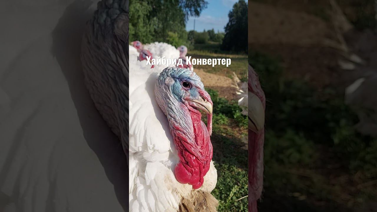 Индюки Хайбрид Конвертер
