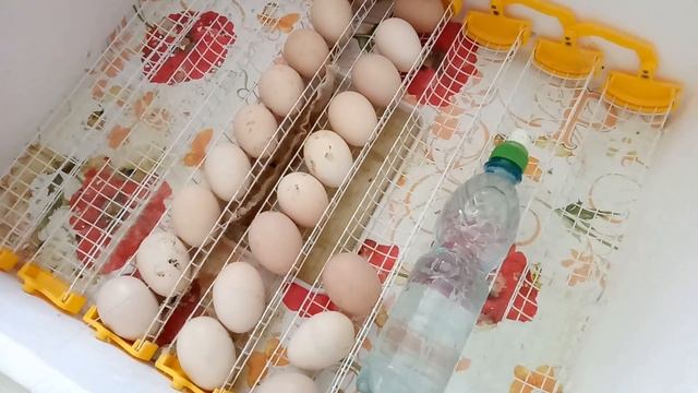 Рекомендую правила по регулированию влажности инкубатора на примере Теплуша 63 смотреть онлайн