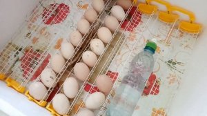 Рекомендую правила по регулированию влажности инкубатора на примере Теплуша 63