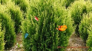 Туя складчатая Корник II (thuja plicata kórnik ii) ? обзор: как сажать, саженцы туи Корник II