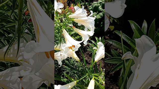 Белая лилия в саду. A white lily in the garden.?