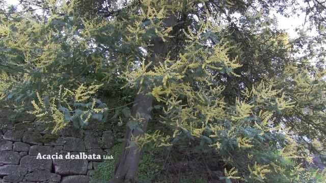 Acacia dealbata смотреть онлайн