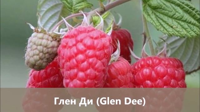 Новинки среди малины- 2020.Пополнение коллекции «малиновых деревьев» новыми интересными сортами!