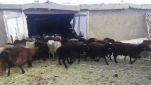 Забой Баранов, 1200 голов.