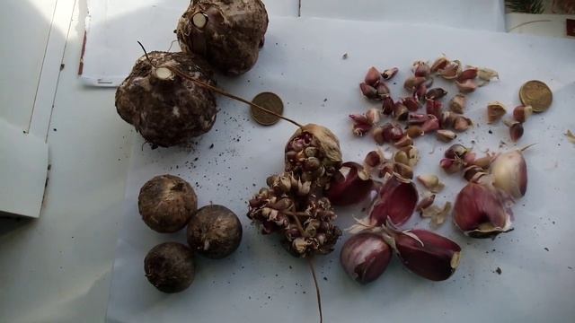 Как правильно выбрать семена чеснока на посадку