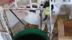 Животные. Маленький теленок. Телёнок лизун. Телочка