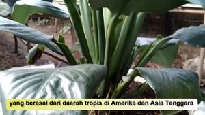 Spathyphyllum Mauna Loa