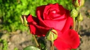 Цветы. Розы. Конрад Хенкель.