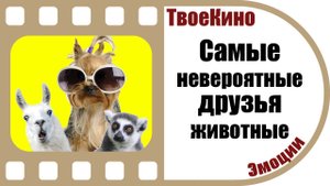 Необычная дружба животных | ТОП-20 необычных союзов между животными