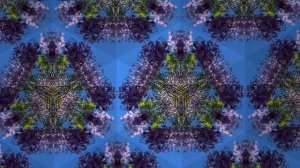 Джакаранда. Jacaranda .  2019