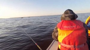 Камбала на удочки и донки с катера. Белое море. Ягры, Северодвинск. 20.05.2023.