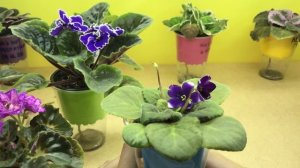 ТРИПСЫ на цветках фиалки! Признаки (ЗАРАЖЕНИЯ).  Как РАСПОЗНАТЬ ВРЕДИТЕЛЯ?