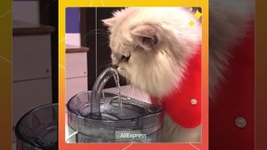 Поилка для кошек