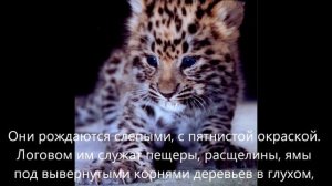 ДАЛЬНЕВОСТОЧНЫЙ ЛЕОПАРД