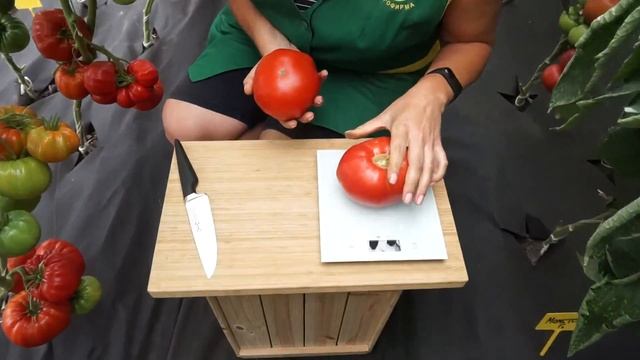 Томат Бугай Красный и Розовый (Народное тестирование 2020) - Обзор №2 и №3 смотреть онлайн