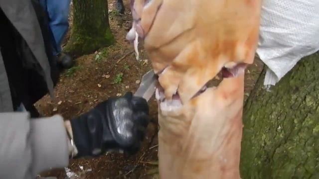 Нож Мизантроп М, обрезка туши.the test of a knife. Проект Чистота. Свинипух. смотреть онлайн