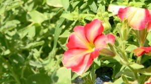 Tips for growing perfect petunias