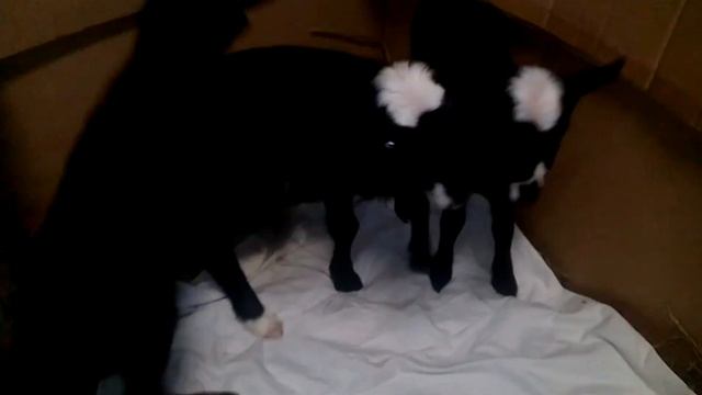 суточные ягнята смотреть онлайн