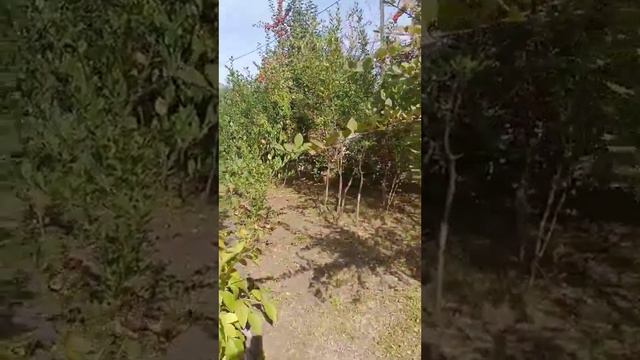 Продаётся дача, РХ,г.Абакан,СНТ Прогресс, Самохвал.Александр 89130526630 смотреть онлайн