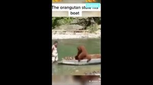 Подборка приколов с обезьянами. Смешные обезьяны. Смотреть всем. Макаки