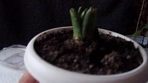 Катальпа, гиацинт, яблоко, выращивание из семян